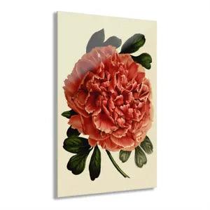 Red Carnation Acrylic Print