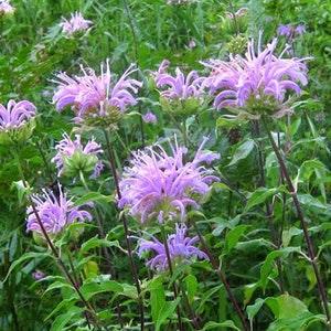 Wild Bergamot Bee Balm - Perennial Flower Seeds