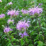 Wild Bergamot Bee Balm - Perennial Flower Seeds