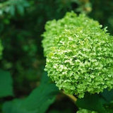 No735 Greenplants 15 Paniculata Seeds Paniculata Seeds Blue Flowers Hydrangea