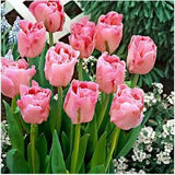 Tulip Bulbs Fresh Garden Bulbs All Season Planting Available 10 PCS Pink Flowers