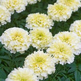 30 Seeds African Marigold Sweet Cream Tagetes erecta Annual