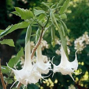 5 seeds Angel's trumpets Flower seeds Perennial white