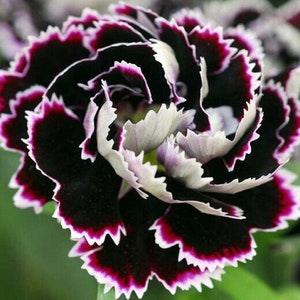 Black and White Chianti Carnation - Dianthus chinensis - Rare 'Plant' Seeds - China Pink, Black-White, Rainbow Pink, Crimson Carnation