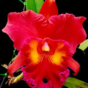 Red Cattleya orchid Bloom size mounted in basket~Rlc Chaweewan "sunset"