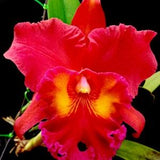 Red Cattleya orchid Bloom size mounted in basket~Rlc Chaweewan "sunset"