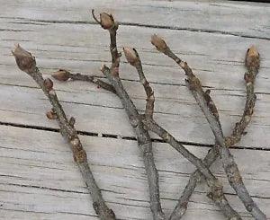 70 Hickory Tree Branch Winter Twig Bud Nature Decor Craft 1/16~3/8"D 8~16"L