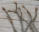 70 Hickory Tree Branch Winter Twig Bud Nature Decor Craft 1/16~3/8"D 8~16"L