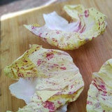A1146 Orchid Salad Castelfranco 30 Seeds Seeds Zaden
