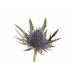 Thistle - Blue - 8 Bunches Flower Delivery