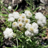 Pearly Everlasting seeds
