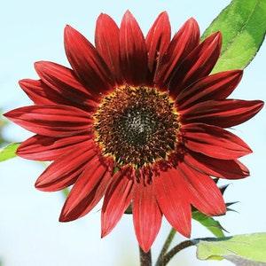 25+ seeds /  Velvet Queen Sunflower Seeds / Red Sunflower / Cut Flower / For Bouquets/ (#W19)