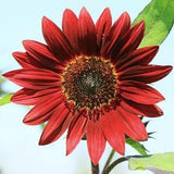 25+ seeds /  Velvet Queen Sunflower Seeds / Red Sunflower / Cut Flower / For Bouquets/ (#W19)