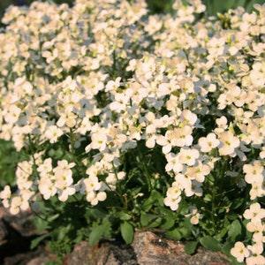 CREAM ROCK CRESS Ground Cover Carpet Hardy Perennial Arabis Caucasica, 10 Seeds