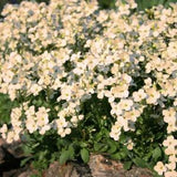 CREAM ROCK CRESS Ground Cover Carpet Hardy Perennial Arabis Caucasica, 10 Seeds
