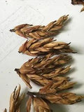 20pc Wheat pods Dried Decor  Baskets weaving  floral decorations