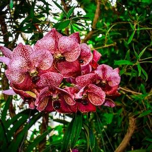 Attack Mode Orchid