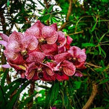 Attack Mode Orchid