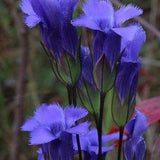 10 seeds Rare Fringed Gentian and Gentianopsis crinita.