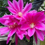 Your Choice! 3x pks Epiphyllum Seeds & New! Happy Holidays! Graines, Semillas