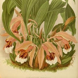 500 Orchids Collection 1 - 500 Vintage botanical print orchid illustrations for paper and textile crafting, journals, collage and decoupage