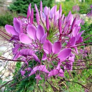 100+ Cleome  Pink Queen Flower seeds- Spider Flower- CLEOME HASSLERIANA---B101