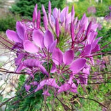 100+ Cleome  Pink Queen Flower seeds- Spider Flower- CLEOME HASSLERIANA---B101