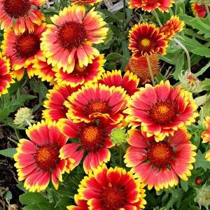 Blanket Flower Gaillardia Seeds | Perennial Native Flower | 30+ seeds | Organic Open Pollinated