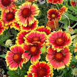 Blanket Flower Gaillardia Seeds | Perennial Native Flower | 30+ seeds | Organic Open Pollinated