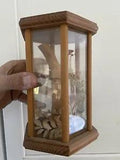 Vintage Dry Plants Flower wood Glass shadow Box Mcm Art Decor