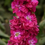 50 Seeds- Matthiola Incana Stock Crimson Flower Seeds-Ten Week Crimson-Miracle Crimson-Has Sweet Spicy Fragrance-Great for cut flowers-PV403