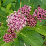 Soulmate Swamp Milkweed (Asclepias incarnata ??Soulmate??) Packet of 12 Seeds with New!