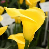 ???? Yellow Calla Lily Flowers Zantedeschia Aethiopica Plant Bonsai Seed FS07-10