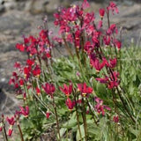 SHOOTING STAR 'Red Wings' Dodecatheon pulchellum Perennial, 5 Rare Seeds