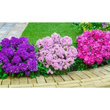 Phlox drummondii mixed seeds, code 147, colorfull flowers seeds, spring flowers