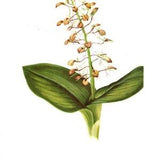 Original Vintage Wild Flowers of America botanical 2-sided print ??C Twayblade & Butterfly Orchid - Flowering Plants - unique gift