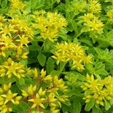 50-Sedum Kamtschaticum Seeds-Russian Stonecrop-Attracts Bees and Butterflies Semi Evergreen Perennial groundcover --Q080