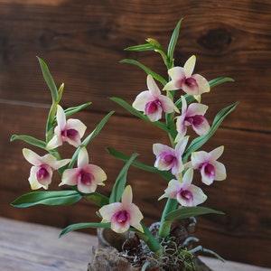 Dendrobium Nobile Orchid made from Japanese air-dry polymer clay.