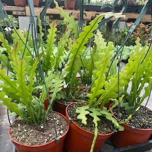 6 inches pot Epiphyllum anguliger (Fishbone Cactus) zic zac ship bare root plz read my note