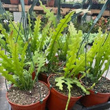 6 inches pot Epiphyllum anguliger (Fishbone Cactus) zic zac ship bare root plz read my note