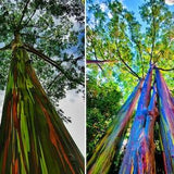 Eucalyptus deglupta Seeds ( Rainbow Eucalyptus )  - Beautiful rare tree
