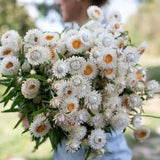 Silvery White Strawflower SEEDS Helichrysum bracteatum cut flower bouquet florist wedding dry flowers Dizzy Bees Urban garden