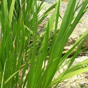 Sweet Flag Seeds, Acorous americanus, Sweetflag - Hardy Marginal Pond Plant Seeds, Aquatic Water Plants - Water Garden Pond Plants Canada