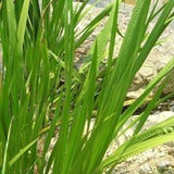 Sweet Flag Seeds, Acorous americanus, Sweetflag - Hardy Marginal Pond Plant Seeds, Aquatic Water Plants - Water Garden Pond Plants Canada