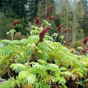 Melianthus major, Giant honey flower bush, Honeyflower, tropical look - 5 Seeds