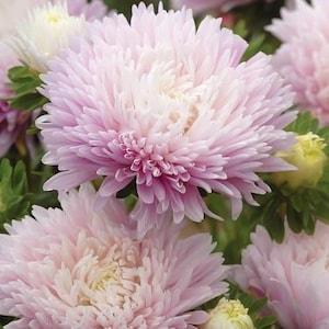 50+ seeds lovely king size appleblossom China Asters