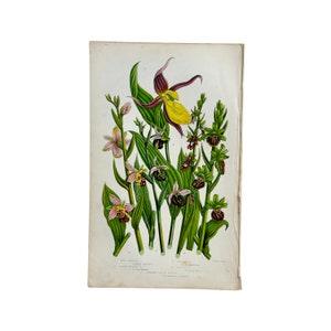 Bee Ophrys, Late Spider Orchid, Common Lady's Slipper, Spider Orchid and Fly Orchid print. The flowering plants of Great Britain, 1850s.