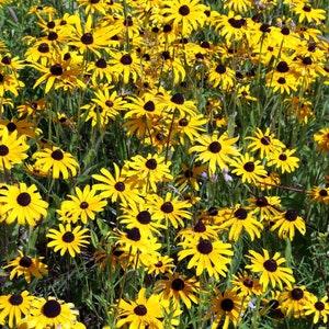 Black Eyed Susan Flower Seeds Canada, Zone 3-9 Perennial, Hardy Fast Growing, Wild Native Plant, Rudbeckia Hirta Flower Seeds, Wildflower