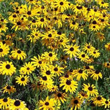 Black Eyed Susan Flower Seeds Canada, Zone 3-9 Perennial, Hardy Fast Growing, Wild Native Plant, Rudbeckia Hirta Flower Seeds, Wildflower