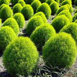 Kochia hybrid bush 50+ Pcs fresh seeds, Bassia, Kochia scoparia, Herb shrub seeds, Organic seeds, Non GMO
